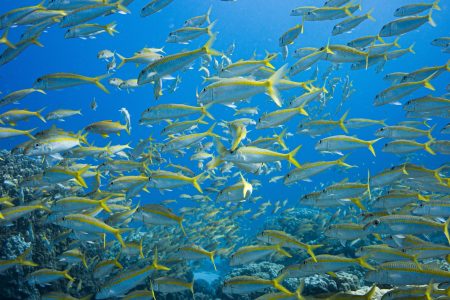 Marsa Alam: Sataya Reefs Dolphin Snorkel Cruise with Lunch – Code DLFMSAT